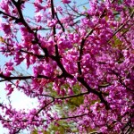 redbud