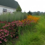 NATIVE CULVER
