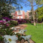 DOGWOOD with AZALEAS