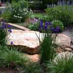 POND IRIS