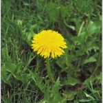 Dandelion Image