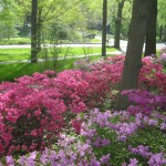 Woodland gardens