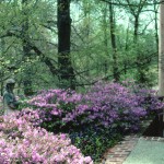 Crazy Spring